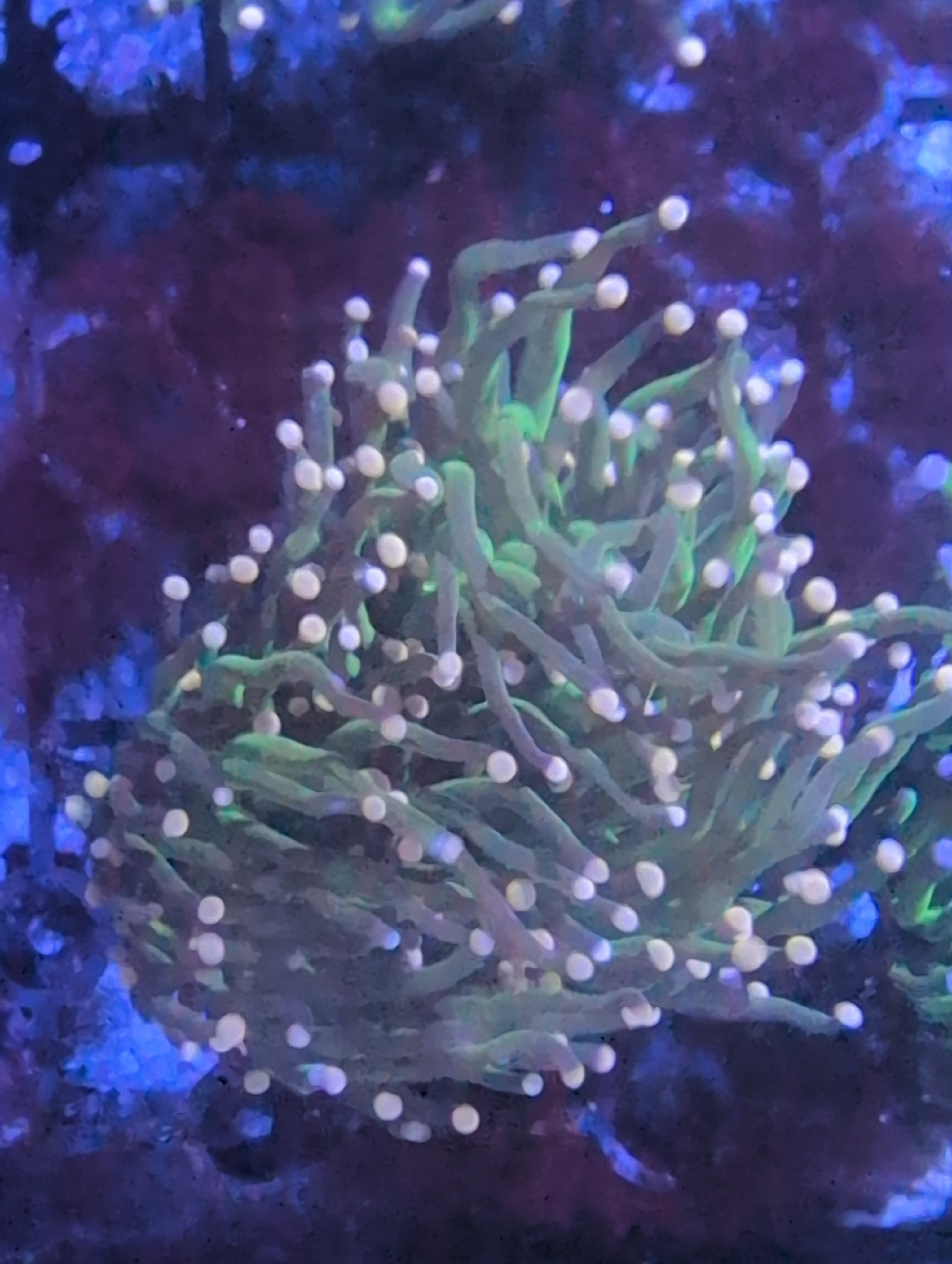 Torch Corals