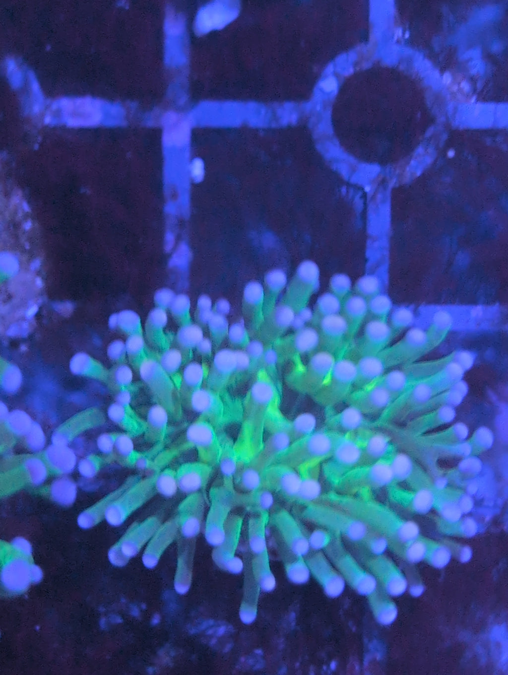 Torch Corals