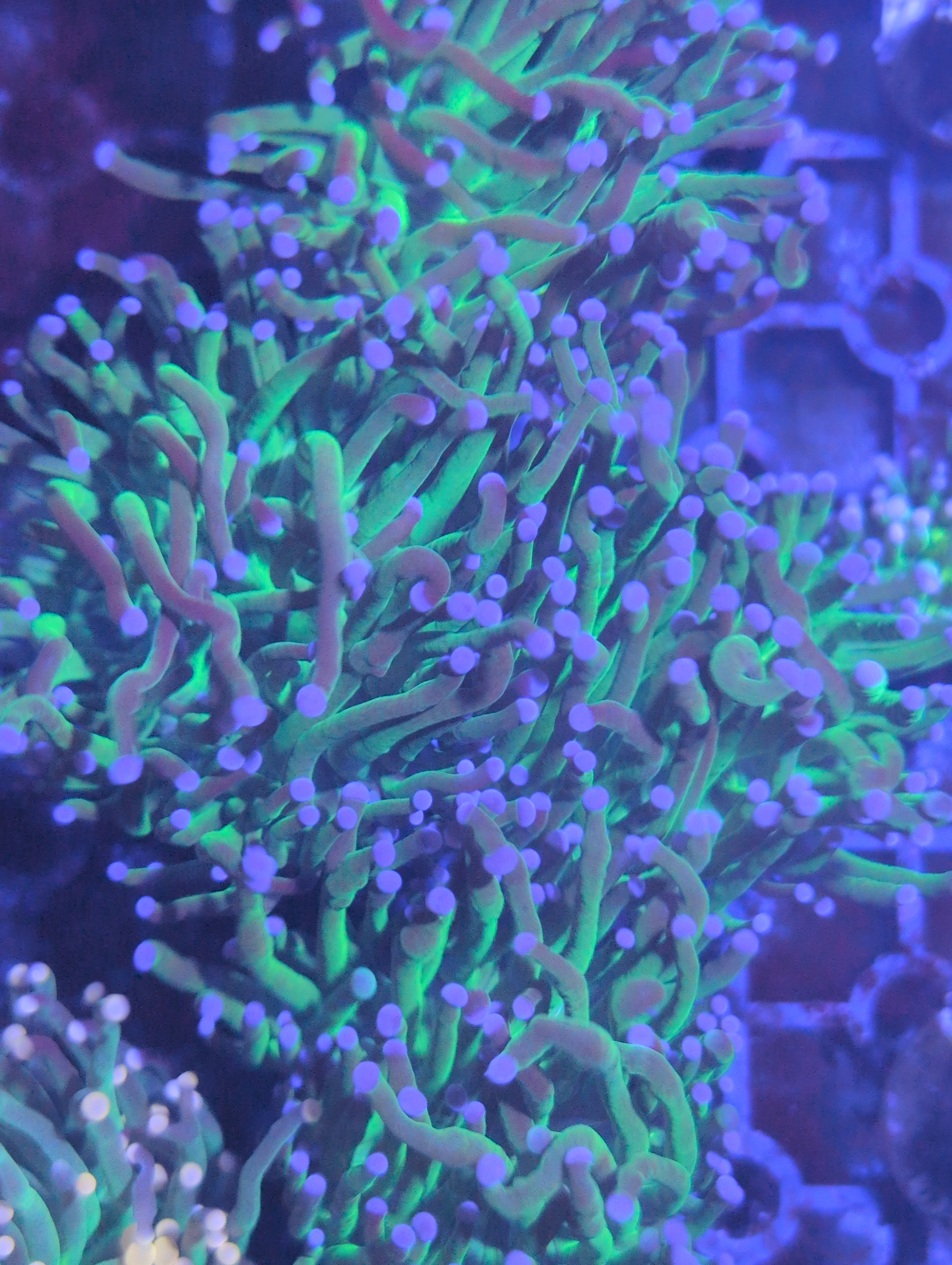 Torch Corals
