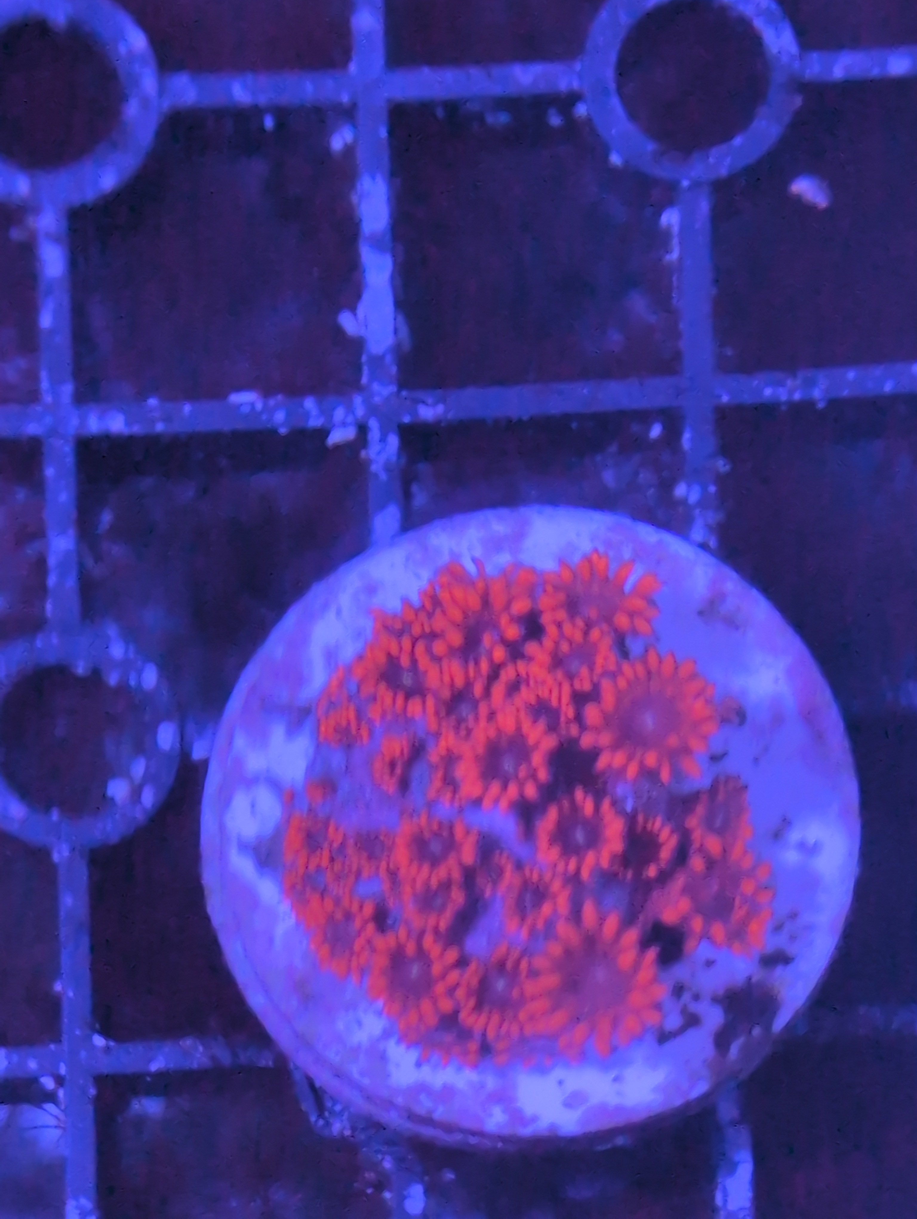 Goniopora/ alvepora