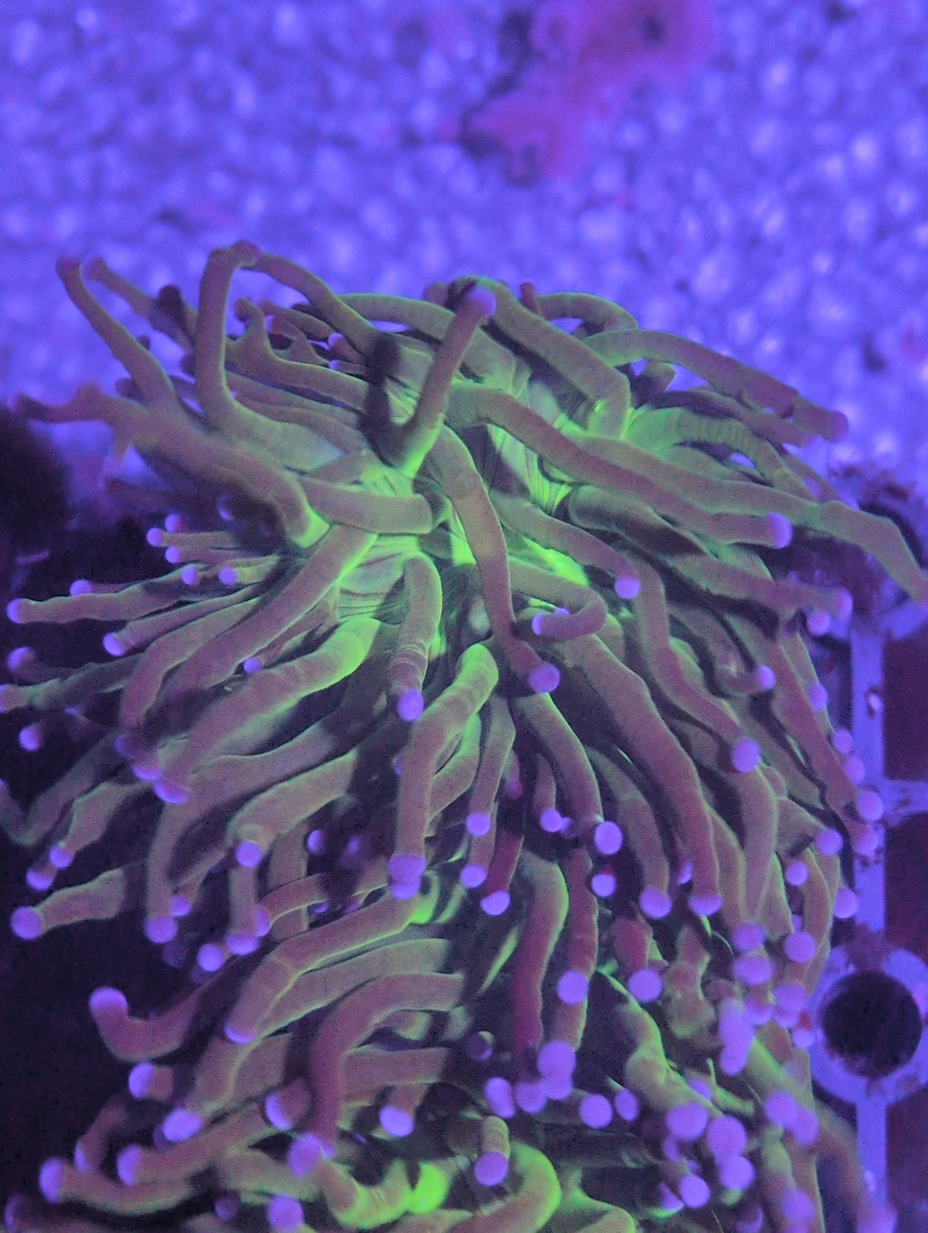 Torch Corals
