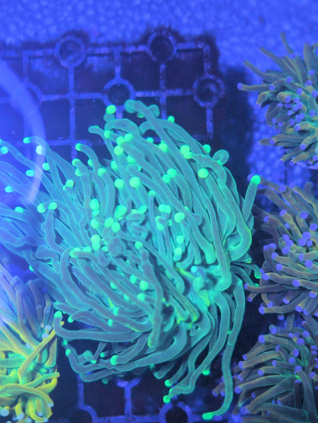 Torch Corals