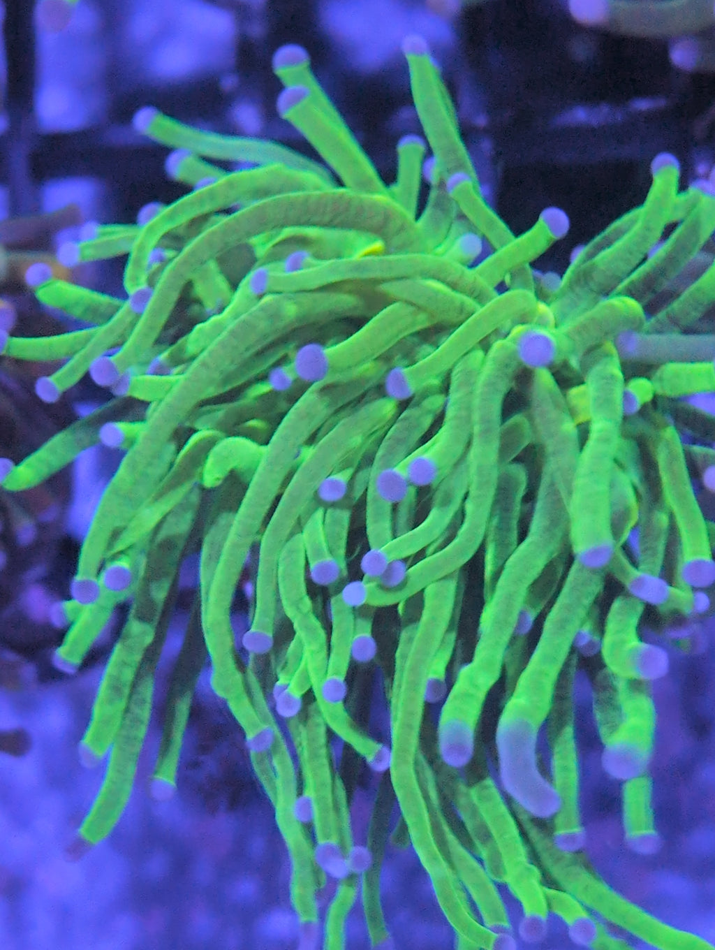 Torch Corals