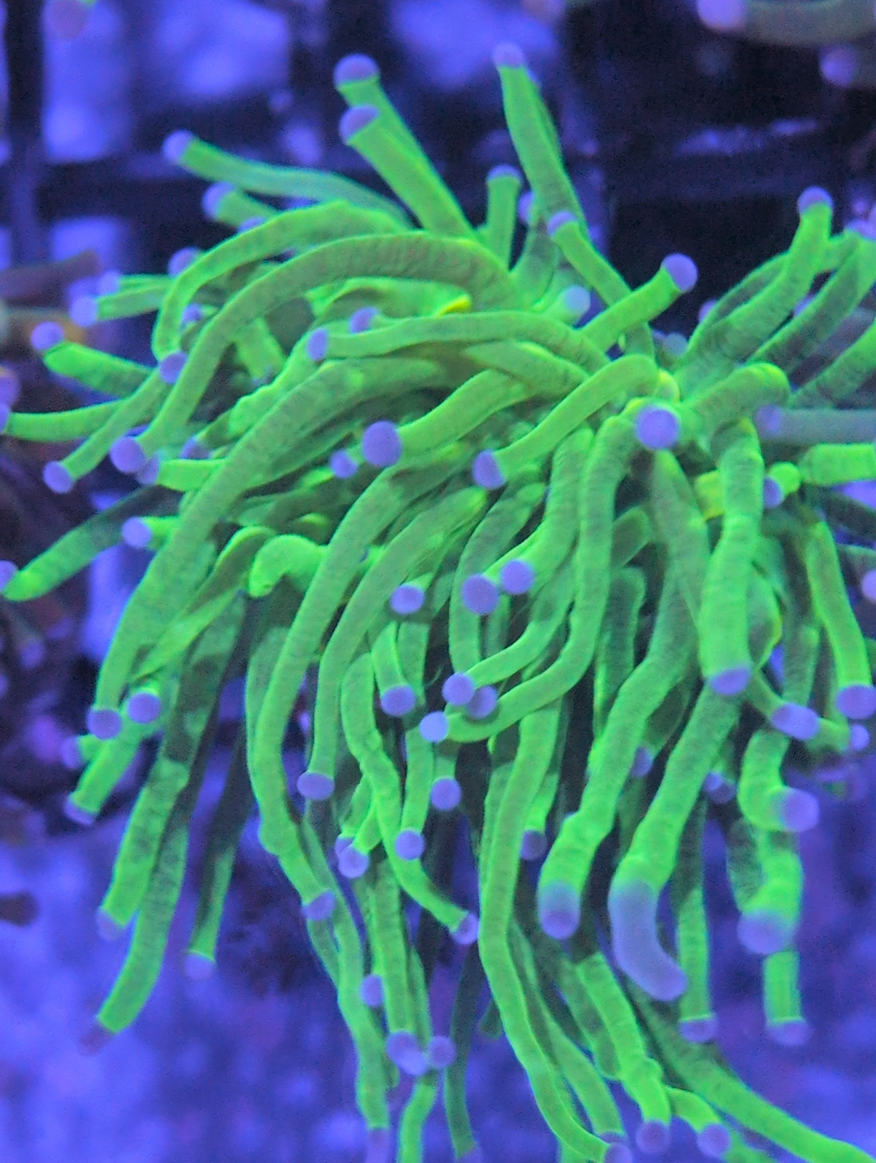 Torch Corals