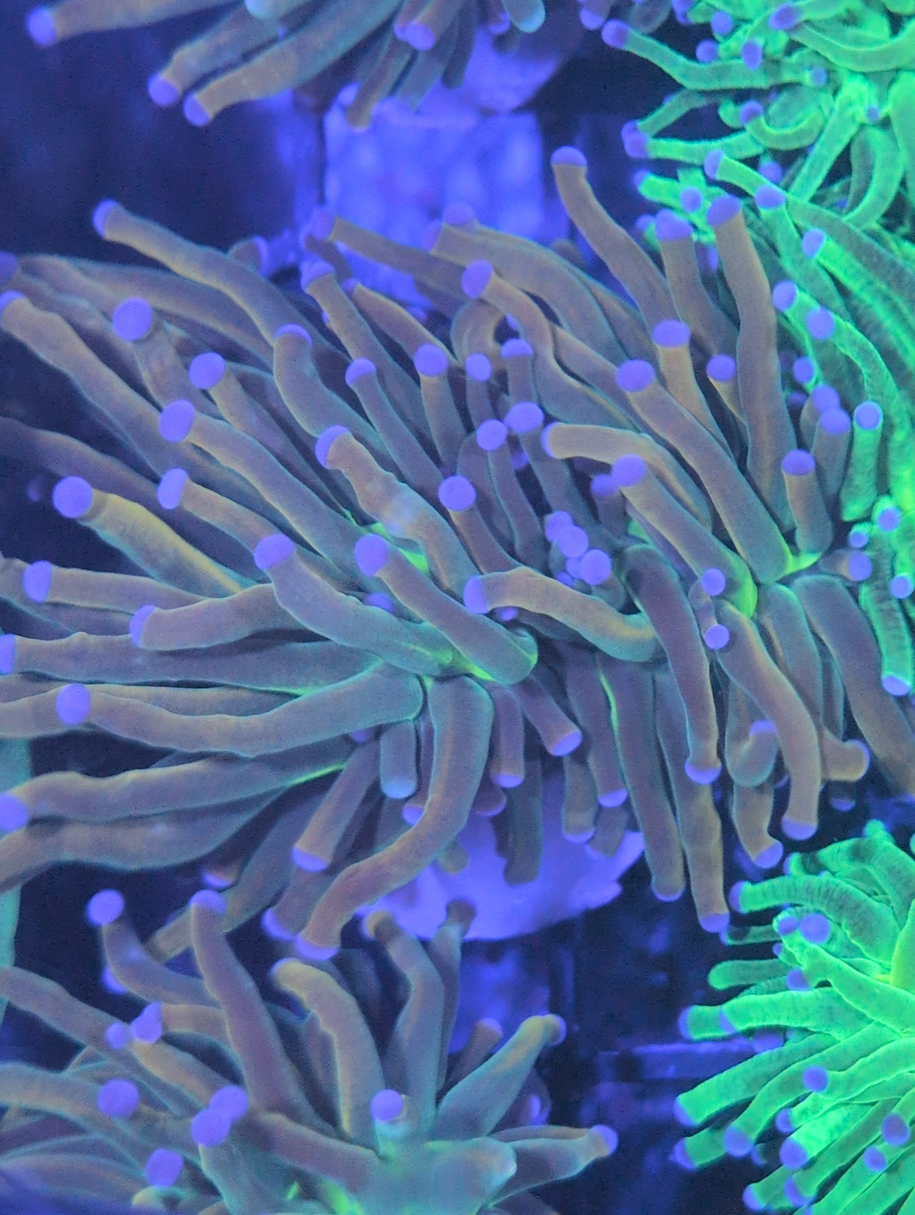 Torch Corals