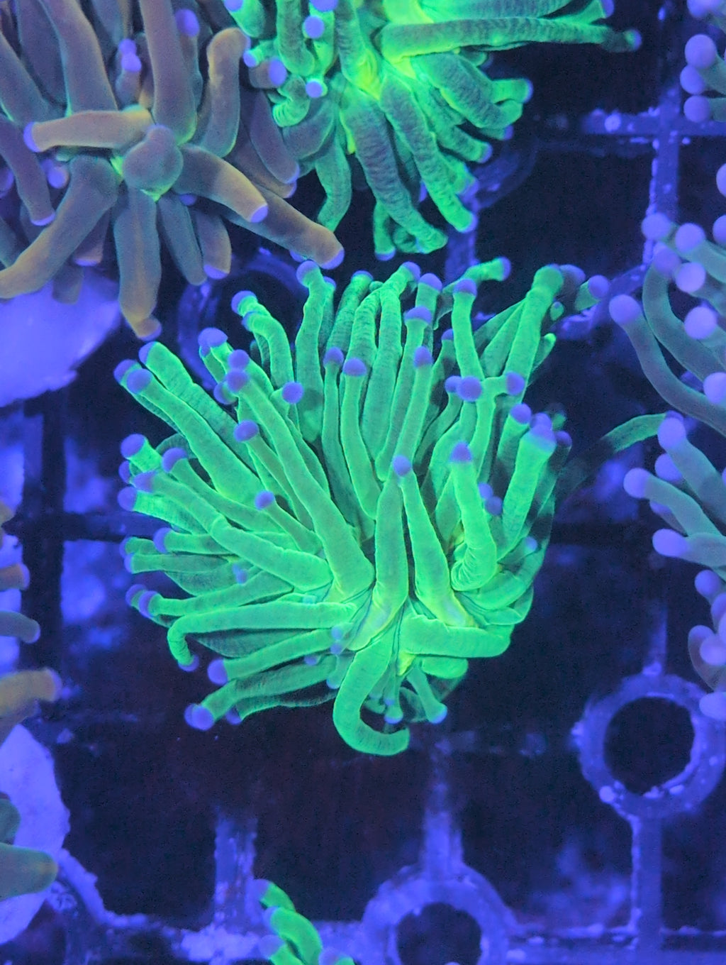 Torch Corals
