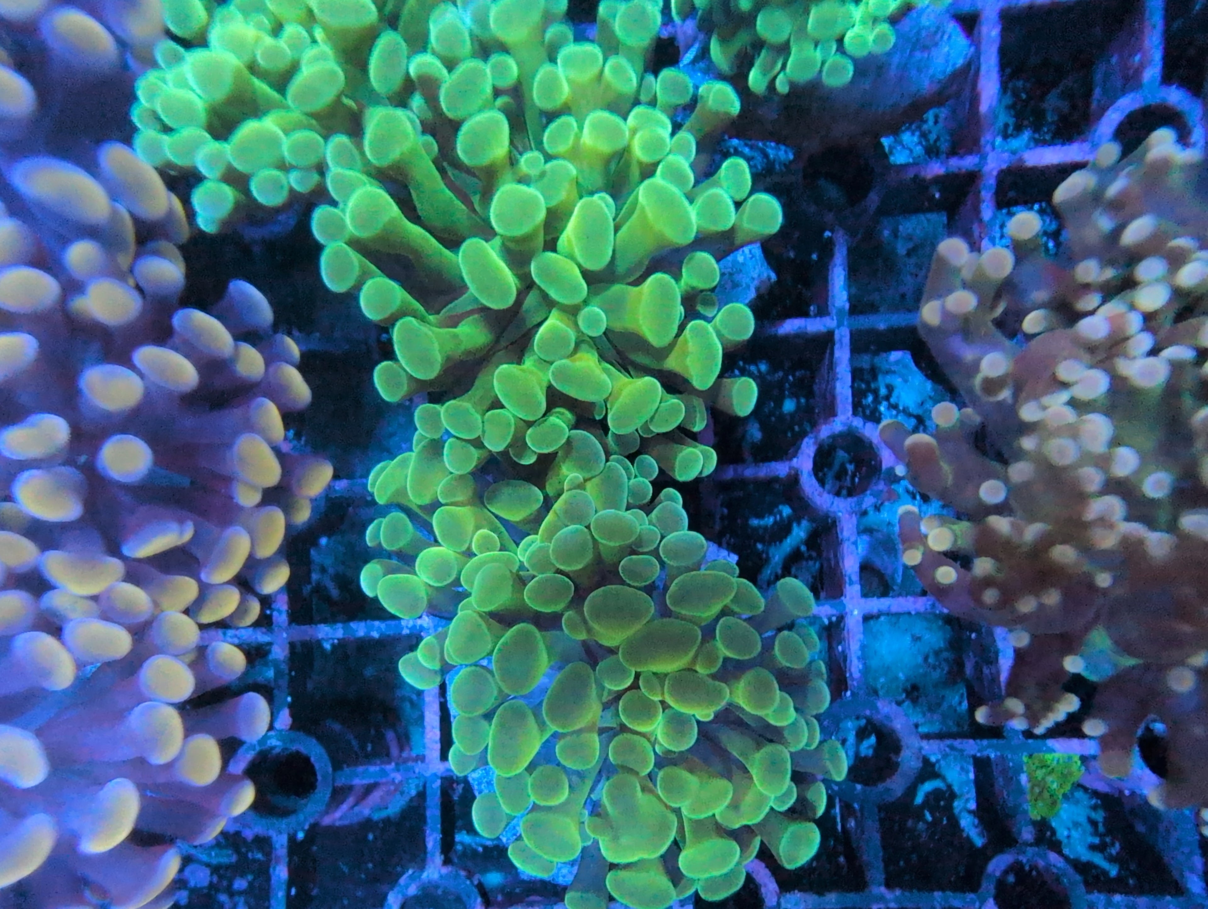 Hammer Corals