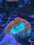 Trachyphyllia