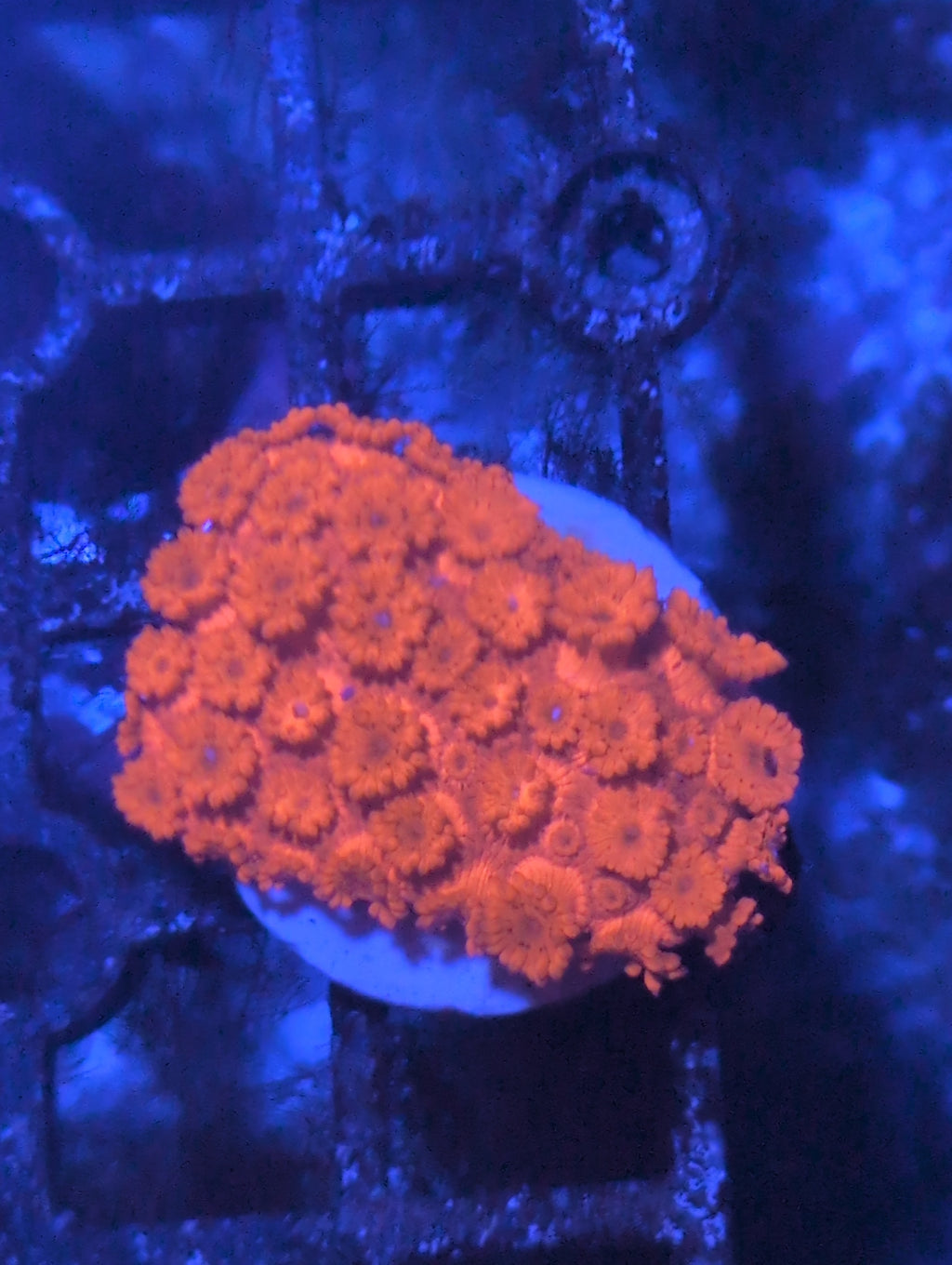 Goniopora/ alvepora