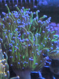 Blue Tip Dk Green