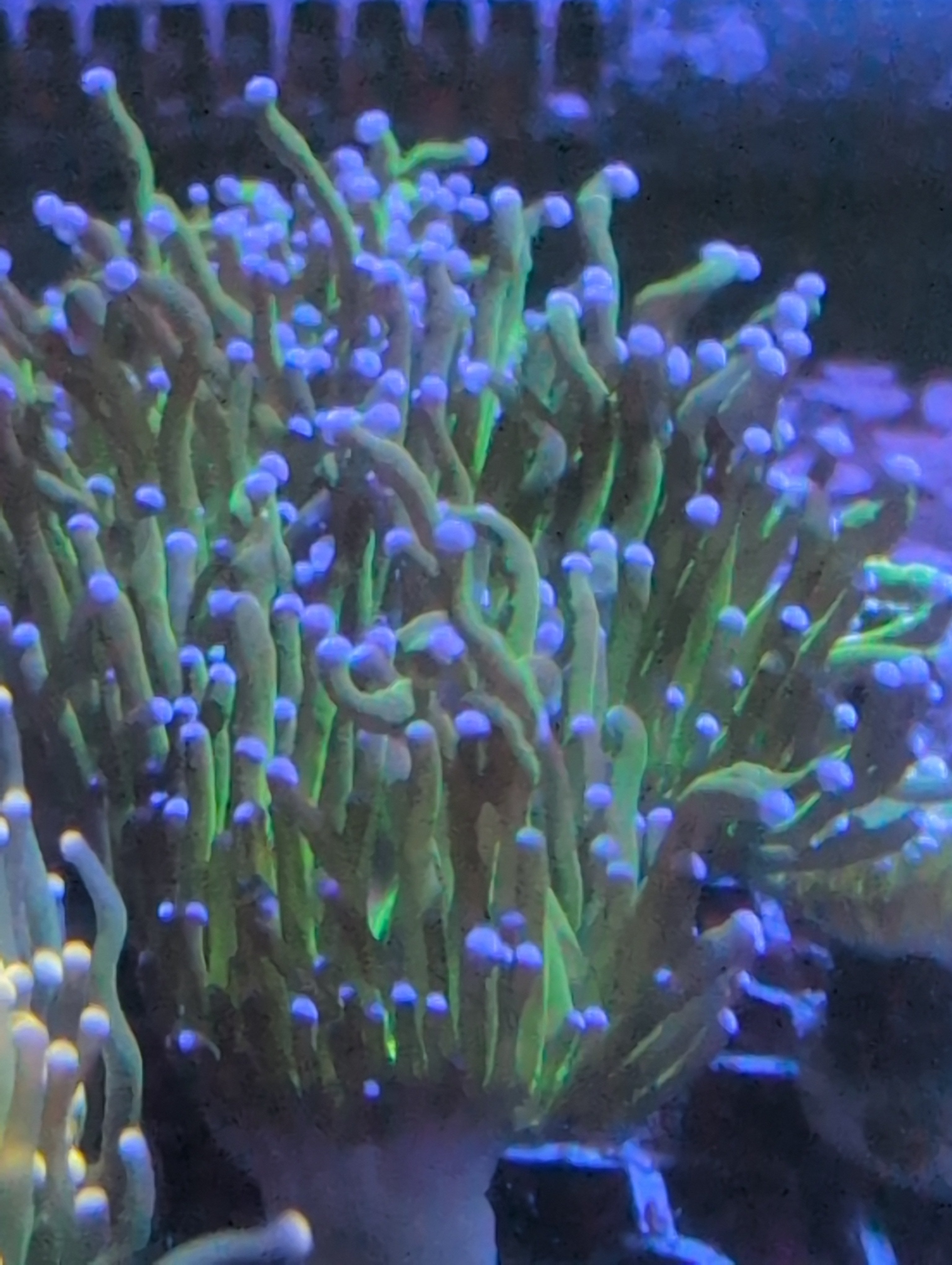 Blue Tip Dk Green