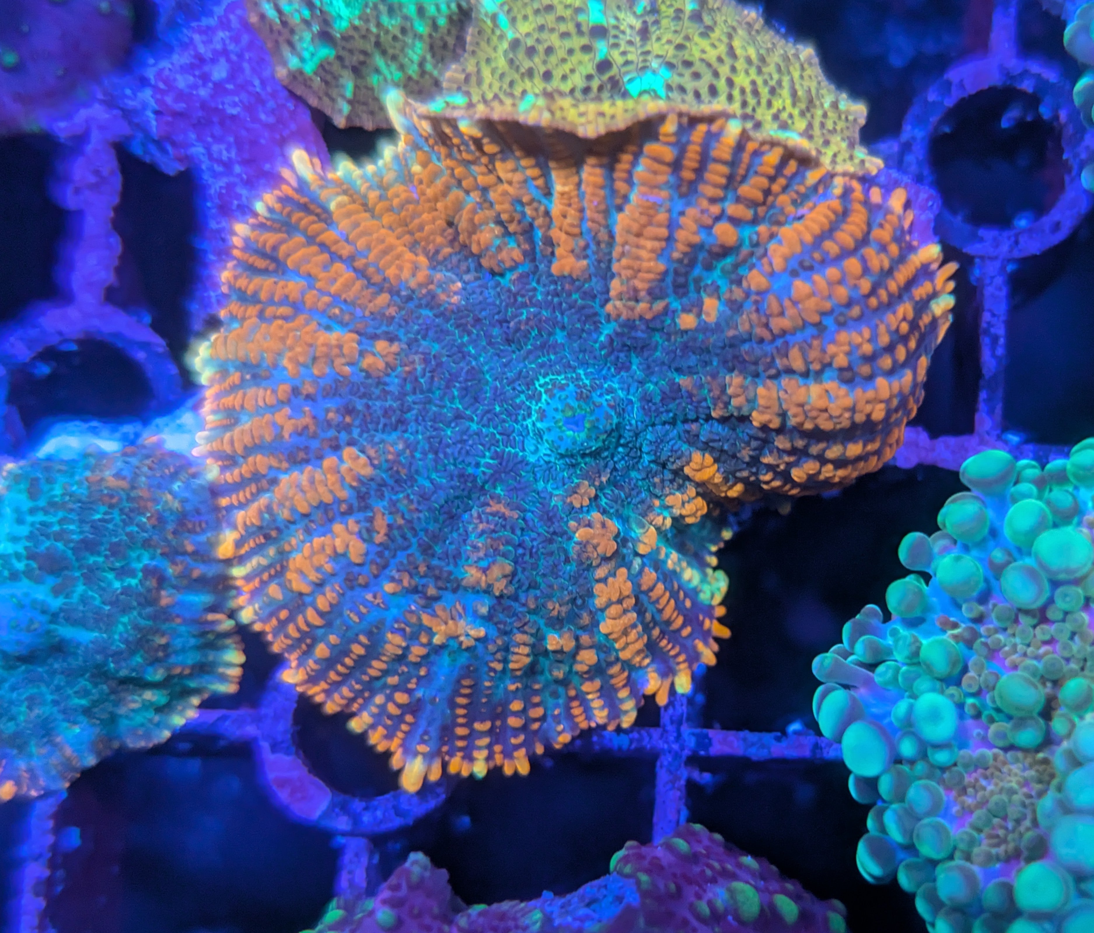 Mushrooms