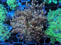 Frogspawn Corals