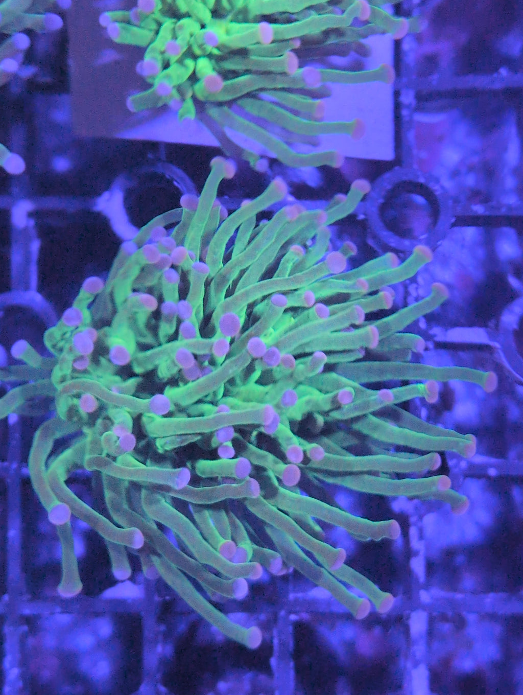 Torch Corals