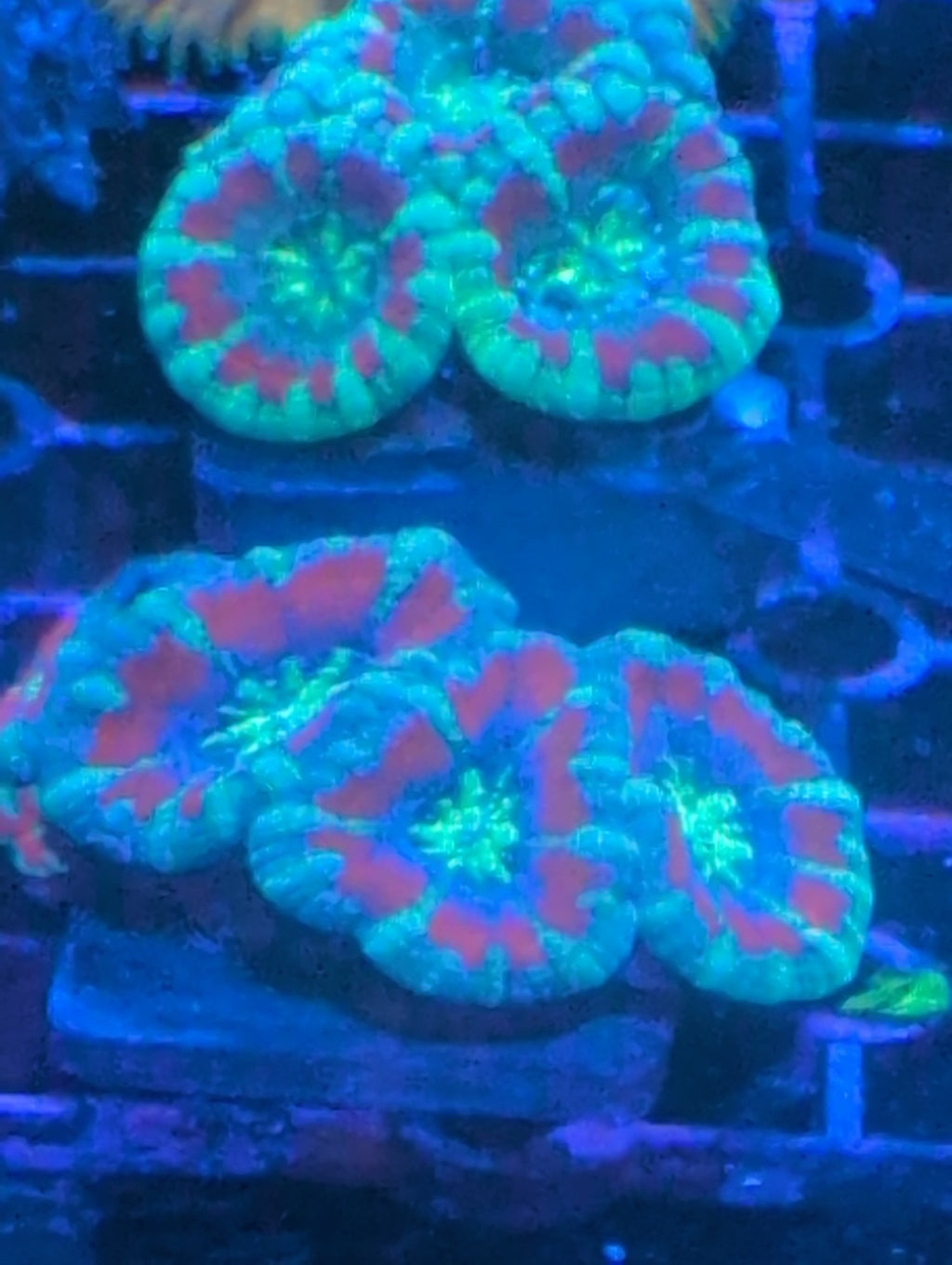 Micromusa
