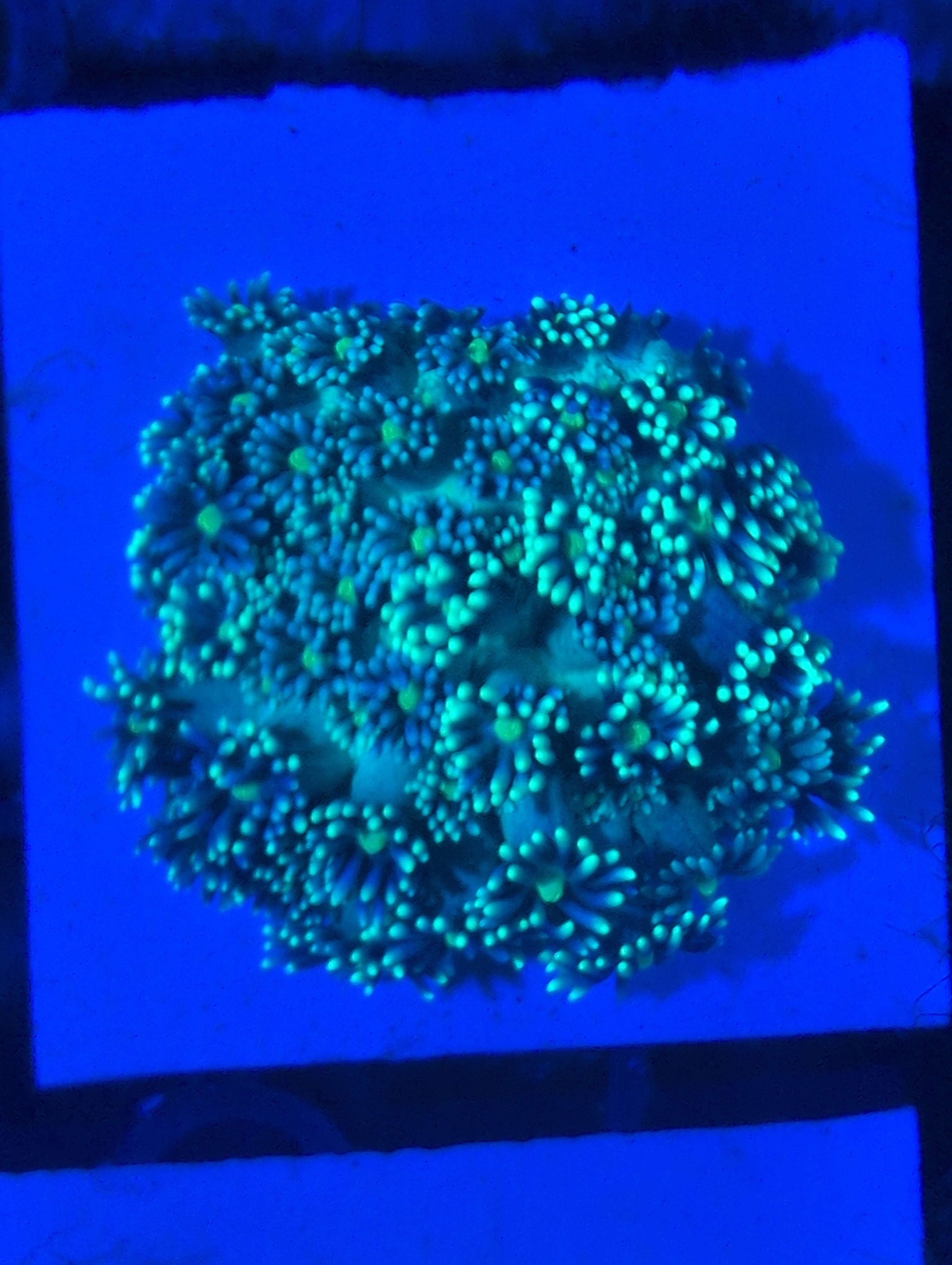 Goniopora/ alvepora