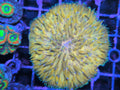 Orange fungia plate coral
