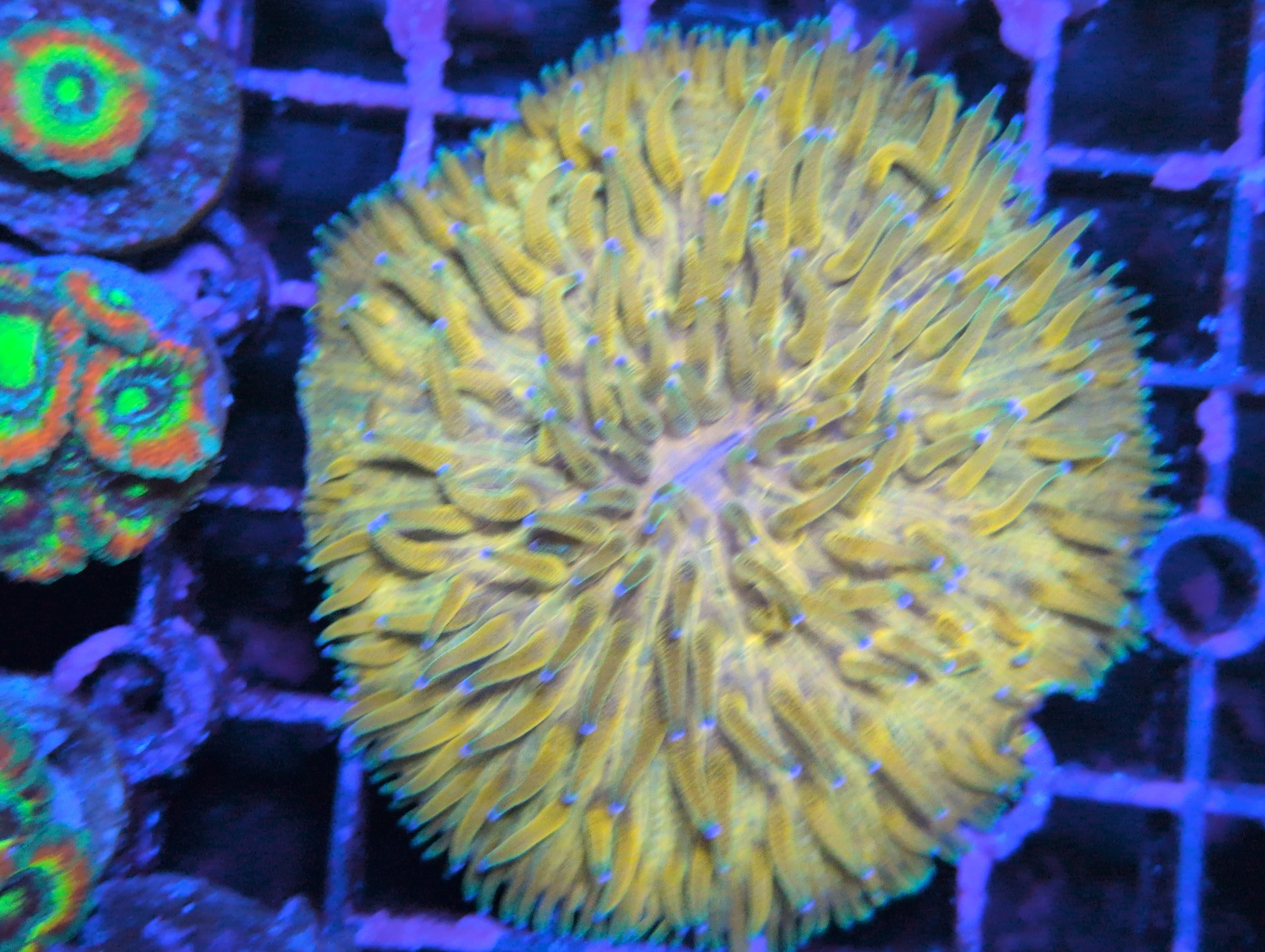 Orange fungia plate coral